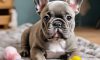 How to Fix Common French Bulldog Potty Training Issues