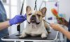 French Bulldog Grooming: Caring for Their Coat