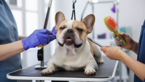 French Bulldog Grooming Tips for a Shiny Coat