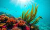 Belize’s Marvels Beneath: Explore the Underwater Wonders