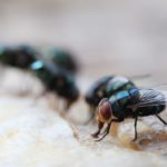 Maggot Control Tips for Sydney Homes