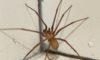 Spider Pest Control Strategies for Effective Elimination