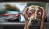 Motion Sickness Remedies for Dogs: Effective Solutions Explained